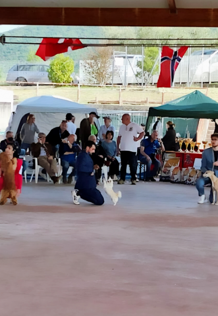 🇮🇹 International Dog Show Rieti, 30.04.22 🇮🇹 - I'm a Dream Chihuahua