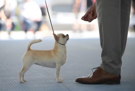 Dalmatia Dog Shows 2022, 4x CACIB, 29/30.04 - 01/02.05 - I'm a Dream Chihuahua