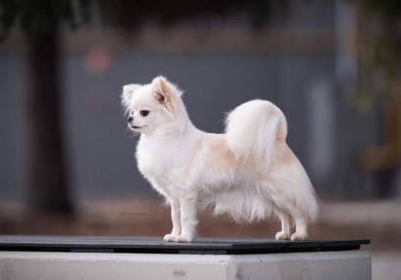 🇧🇦 Banja Luka Dog Shows, 25/26.03.23 🇧🇦 - I'm a Dream Chihuahua