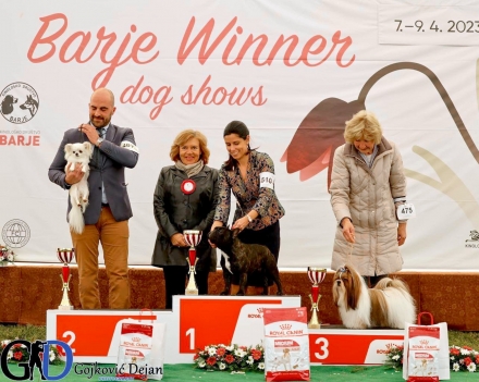 Barje Winner Dog Shows, 7/9.04.23 - I'm a Dream Chihuahua