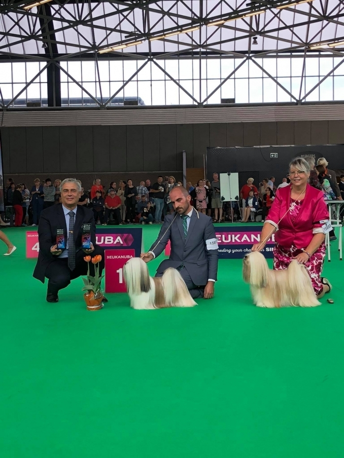 World Dog Show Amsterdam 2018 - I'm a Dream Chihuahua