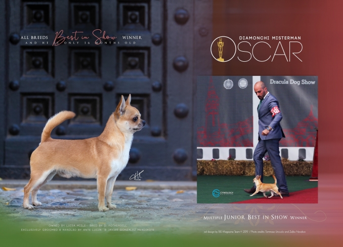 ADV for Best In Show magazine - I'm a Dream Chihuahua
